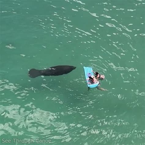 Friendly neighborhood Manatee swimming up to people at the beach to say ...