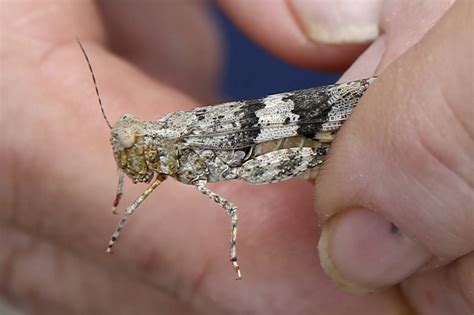 Nevada state entomologist Jeff Knight shows a Pallid-winged Grasshopper ...