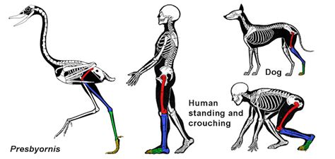 zoology - What is the anatomical term for a two jointed leg? - Biology Stack Exchange