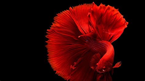 HD wallpaper: Red Betta Fish, studio shot, black background, petal ...