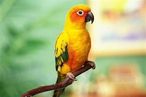 5 Fast Facts About Sun Conures | Conure parrots, Conure, Sun conure