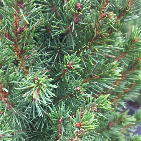 Dwarf Alberta Spruce | PlantAddicts.com