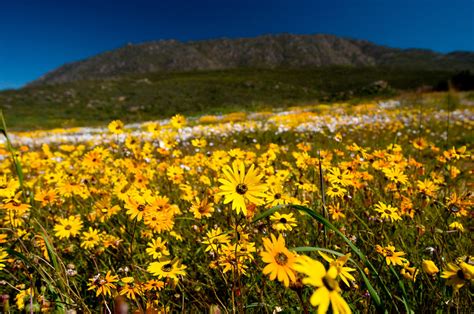 Chasing Elusive Flowers in South Africa - The New York Times