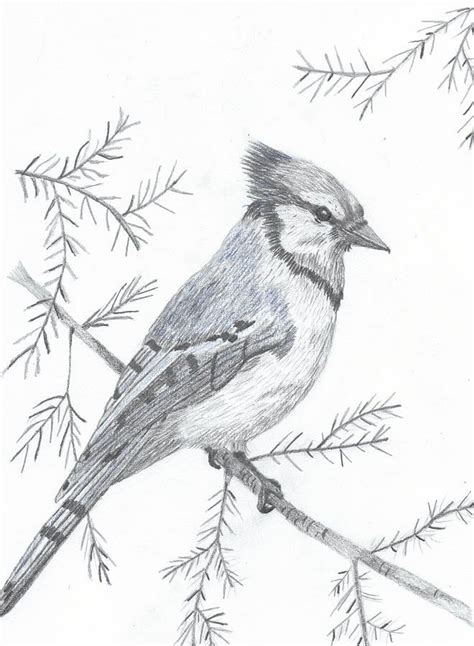 Bird Drawing - Blue Jay by DebiJeen Pencils Bird Pencil Drawing, Pencil Shading, Bird Drawings ...