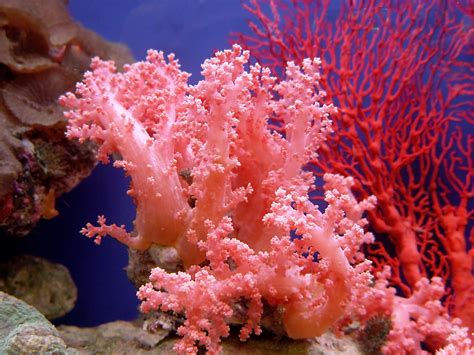 Pink Coral #h2oplus - Coral Reef Photography