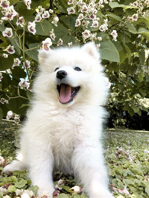 15 facts all samoyed owners should know – Artofit