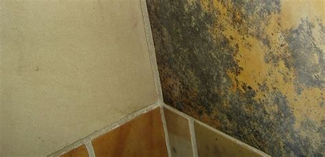 Bathroom Mold | How to Identify and Get Rid of Mold in Bathroom - Environix