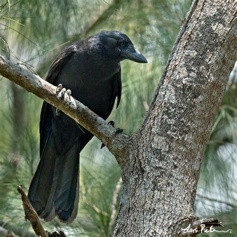 New Caledonian Crow | New Caledonia | Bird images from foreign trips ...