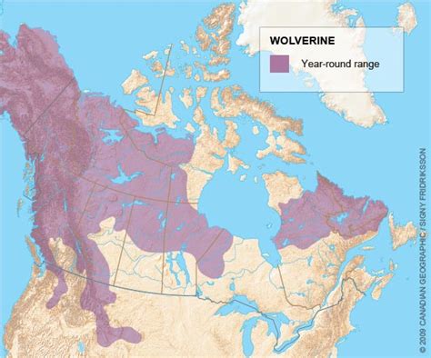 Wolverines need to room to roam: The importance of connected wild places – Wildsight