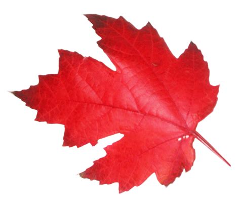 red Leaf PNG Image - PurePNG | Free transparent CC0 PNG Image Library