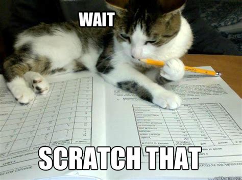 Wait Scratch that - Study Cat - quickmeme