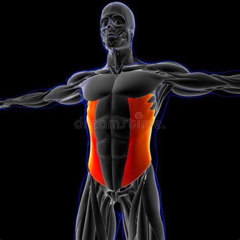 Abdominal External Oblique Muscle Anatomy for Medical Concept 3D ...