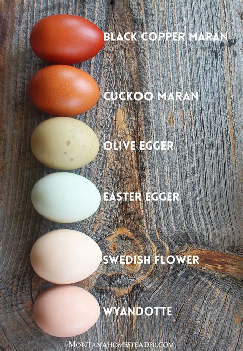 Chicken breeds for a colorful rainbow of eggs