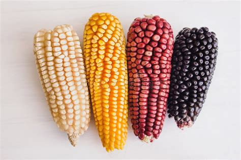 Mexican Corn Crop in Different Colors in Mexico Stock Photo - Image of ...