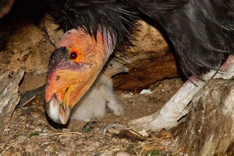 Life Cycle - californiacondor2012ps