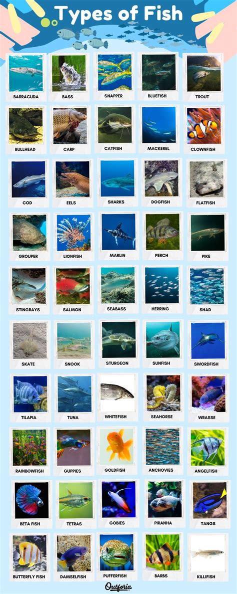 Pictures Of Fishes And Their Names