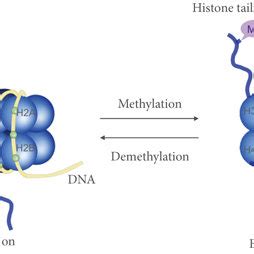 Schematic representation of histone methylation and demethylation. DNA... | Download Scientific ...