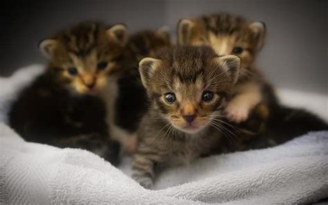 Here's How To Care For Young Orphaned Kittens