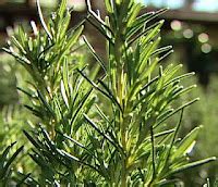 Rosemary Plant Benefits, Uses and Advantages