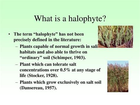 PPT - Halophytic Plants PowerPoint Presentation - ID:283313