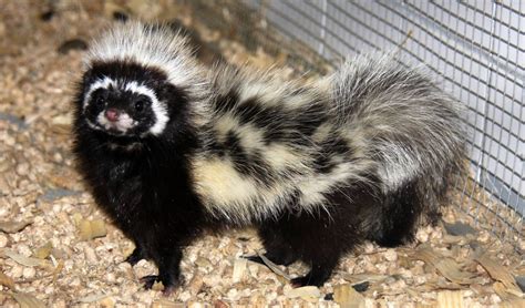 Striped polecat | Unusual animals, Rare animals, Japanese raccoon dog