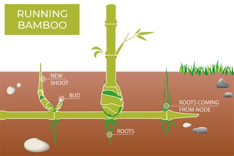 Running_Bamboo | Bamboo Plants HQ