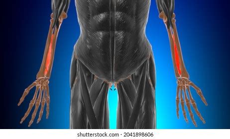 Interosseous Membrane Forearm Muscle Anatomy Medical Stock Illustration 2041898606 | Shutterstock