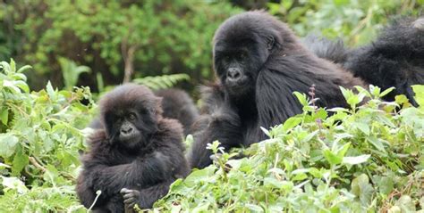 Mountain Gorilla Behavior - Where to see mountain gorillas in Africa