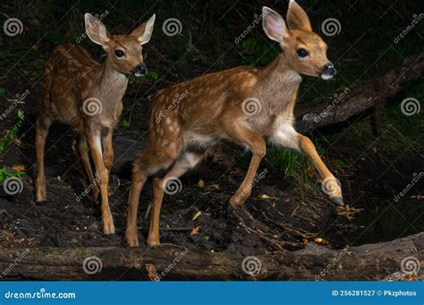 Black-tailed Deer Fawns stock image. Image of creek - 256281527