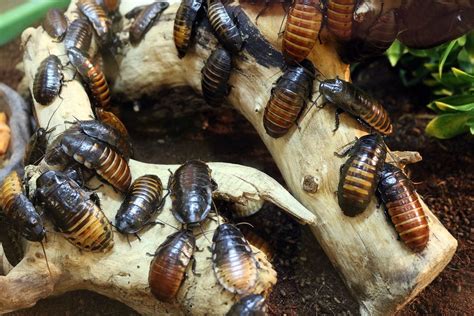 Madagascar Hissing Cockroach Adult Male and Female Breeding Pair – ROACHESANDISOPODS.COM