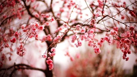 Cherry Blossom Tree Wallpaper 31 - [1366x768]