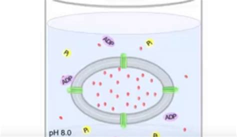 Peter Mitchell's Chemiosmotic Theory | HRFnd