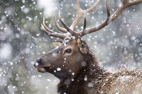 Bull Elk Hunts • East Fork Outfitters