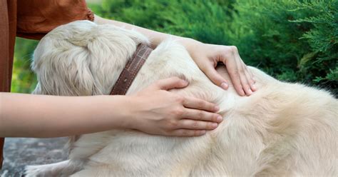 I Found Sudden Lumps Under My Dog’s Skin: What Now? - Pumpkin®