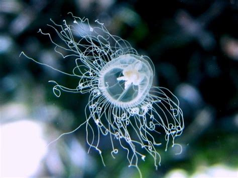 Hydrozoa - Wikipedia, the free encyclopedia | Kingdom animalia, Cnidaria, Animalia