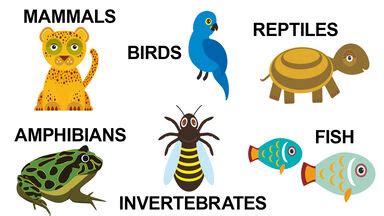 Basic Types of Animals and Their Characteristics