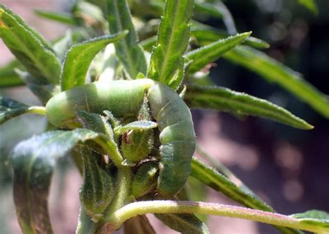 Field Scouting Guide: Beet Armyworm - Growing Produce