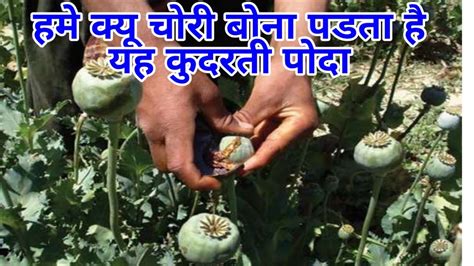 easy way to grow Poppy flowers. afeem ka poda ugayen Ayurvedic अफीम का पोदा ऊगाना सीखें - YouTube