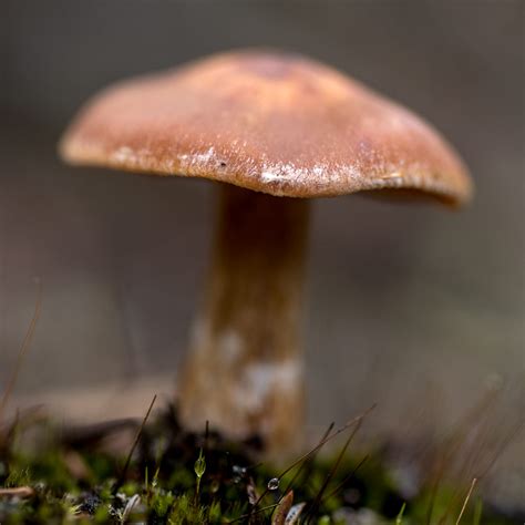Mushrooms at eye level › Way up north