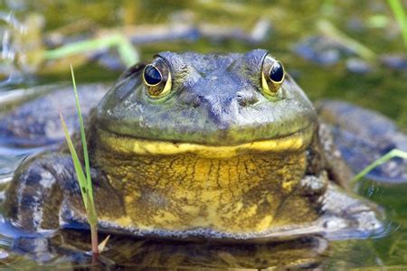 American Bullfrog Facts - NatureMapping