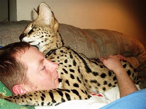 Pin by Heidi Rucki on Serval Cat | Serval cats, Cats, Domestic cat