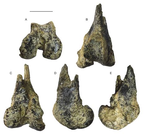 New fossils of Amphicyonidae (Carnivora) from the middle Miocene (MN6 ...