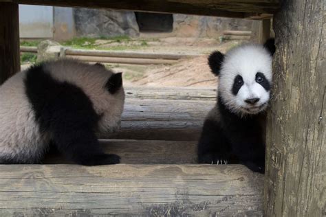 Giant Panda Twins Play Outside - Zoo Atlanta