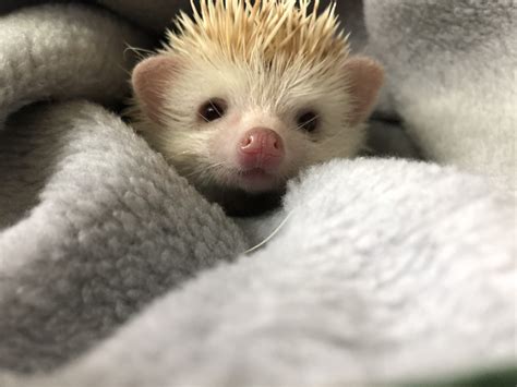 40 Adorable Hedgehog Pictures | Reader's Digest