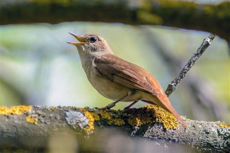 Nightingale Symbolism - Spirit Animal Totems