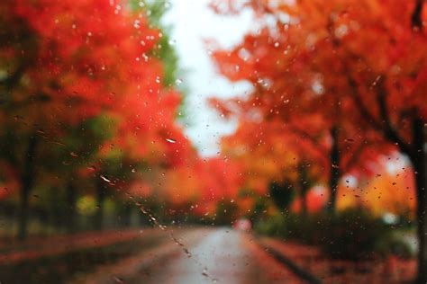 Autumn rain, Photography wallpaper, Forest photos