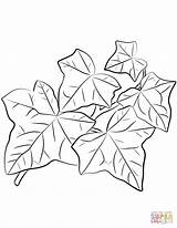Climbing Ivy Plant Coloring Page Pages sketch template