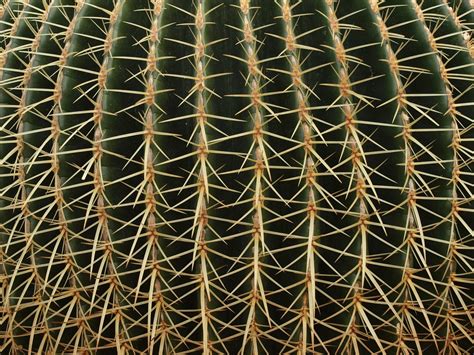 Free Images : cactus, sharp, texture, desert, flower, botany, background, symmetry, spines, ouch ...