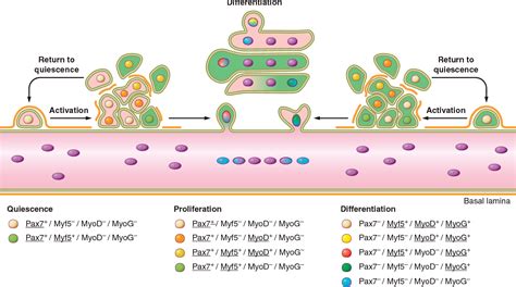 Well Labelled Diagram Of Satellite Cells