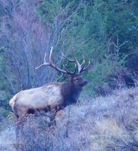 Bull Elk This Morning | Hunt Talk